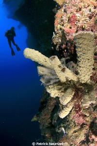 wall diving papua by Patrick Neumann 